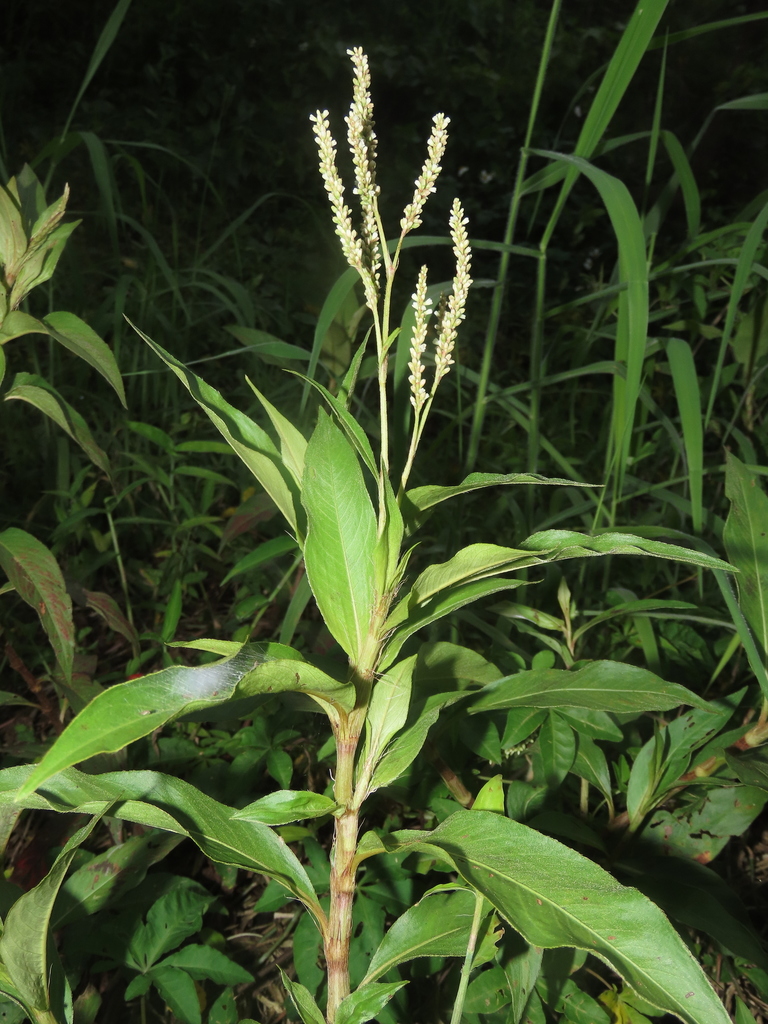 Persicaria barbata (Persicaria barbata)
