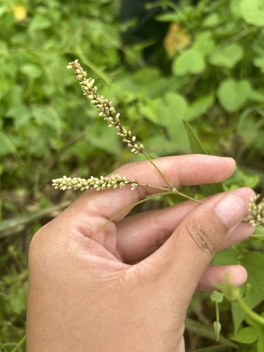 Persicaria barbata (Persicaria barbata)