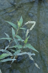Persicaria barbata (Persicaria barbata)