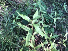 Persicaria barbata (Persicaria barbata)