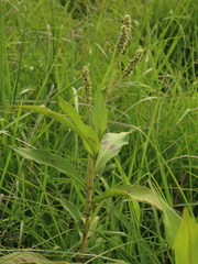 Persicaria barbata (Persicaria barbata)