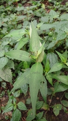 Persicaria barbata (Persicaria barbata)
