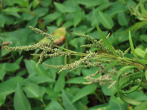 Persicaria barbata (Persicaria barbata)