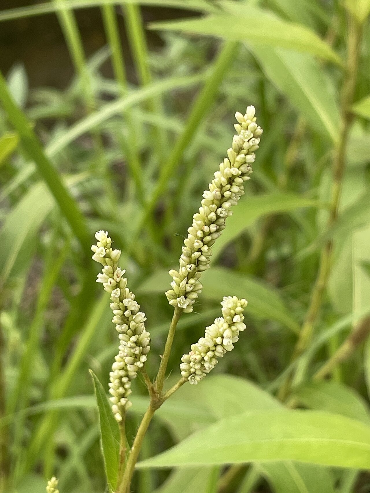 Persicaria barbata: Photo of bearded knotweed (undefined) uploaded from iNaturalist .