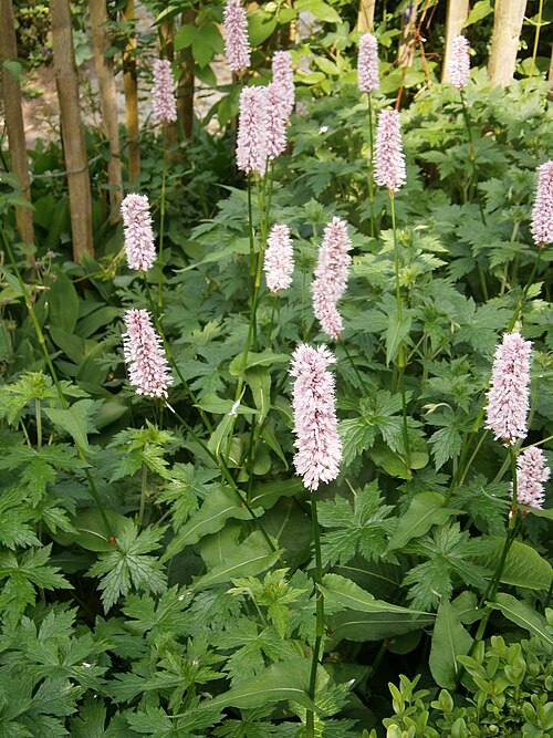 Common bistort: Bistorta officinalis
