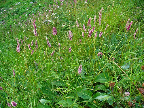 Common bistort: Bistorta officinalis , Polygonaceae, Common Bistort, habitus. Muottas Muragl, Engadin, Switzerland, altitude ca. 2400 m.