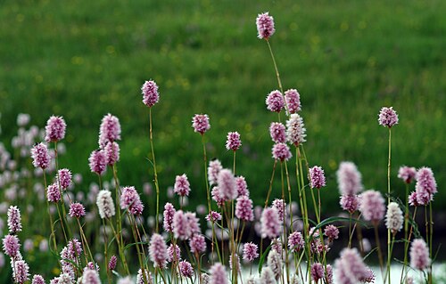 Common bistort: Flowers of European bistort / Snake-root (Bistorta officinalis).Bolkar Mountains, Çamlıyayla - Mersin, Turkey.