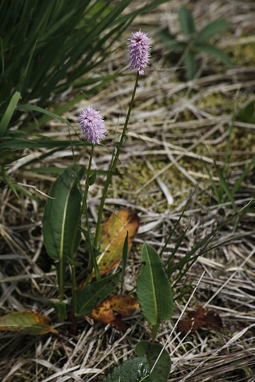 Common bistort: Renouée bistorte