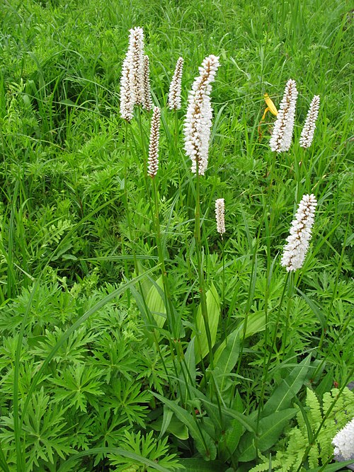 Common bistort: Bistorta officinalis — in the Hakone Botanical Garden of Wetlands , Kanagawa pref., Japan.