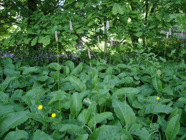 Common bistort: Bistort - Polygonum bistorta