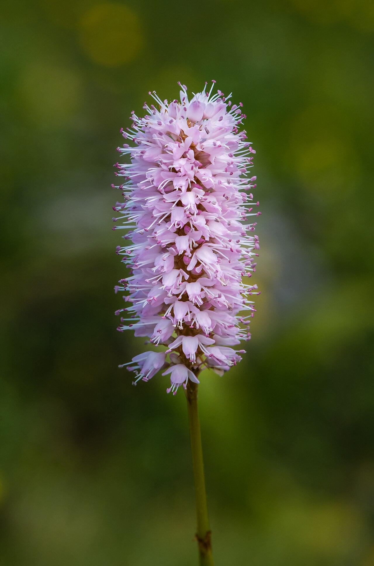 Common bistort: European Bistort ( Bistorta officinalis ) found on the Gemeindealpe Mitterbach, Lower Austria