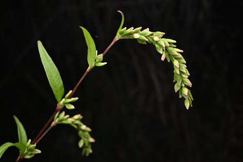 Water-pepper (Persicaria hydropiper)