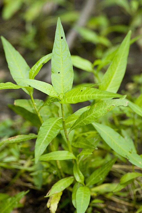 Water-pepper: Polygonum hydropiper , Persicaria hydropiper, Renouée poivre d'eau, Forêt d'Eu (Seine-Maritime), France.