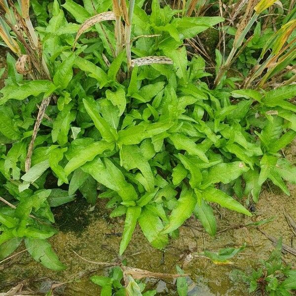 Water-pepper (Persicaria hydropiper)