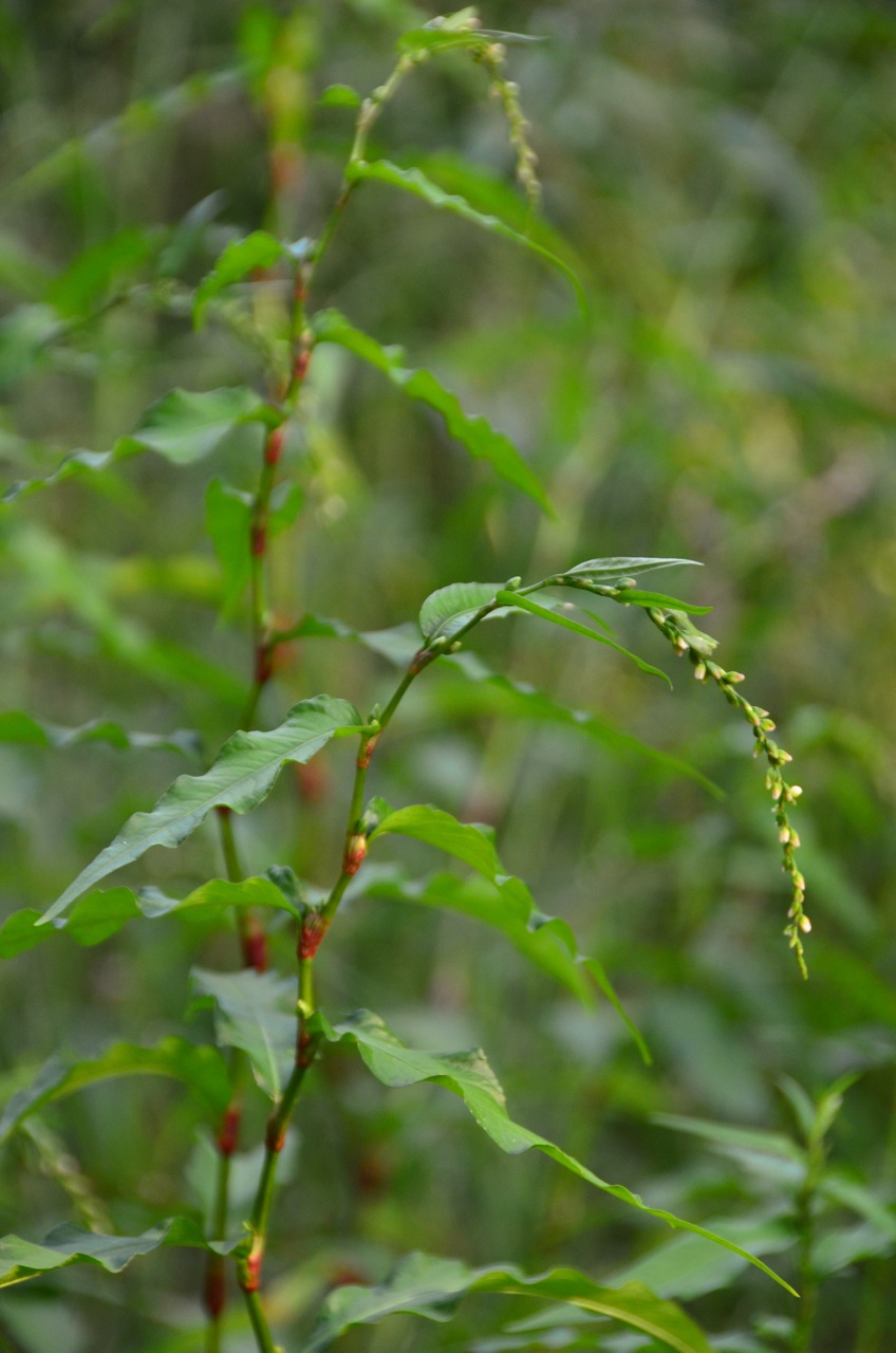 Water-pepper: Persicaria hydropiper