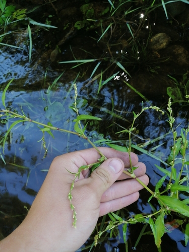 Water-pepper (Persicaria hydropiper)