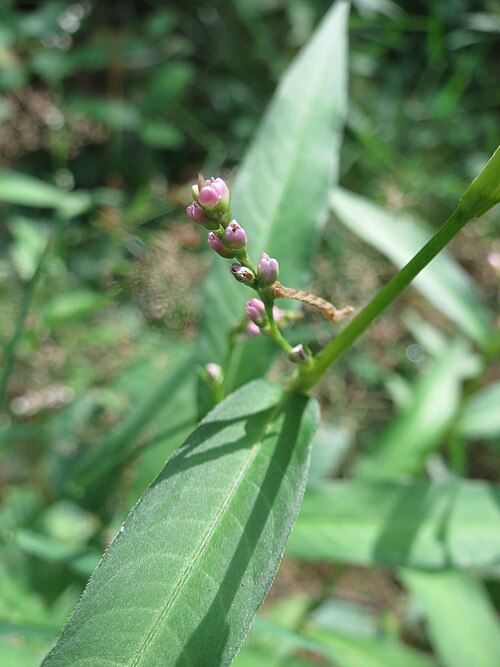 Water-pepper: Wasserpfeffer ( Persicaria hydropiper ) in der Schwetzinger Hardt
