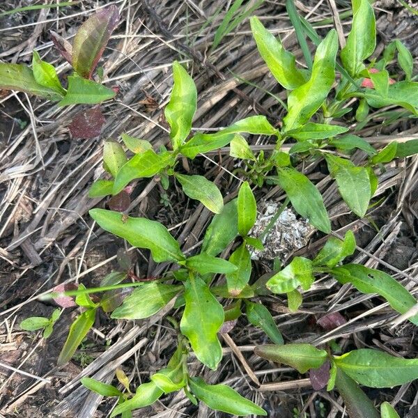 Water-pepper (Persicaria hydropiper)