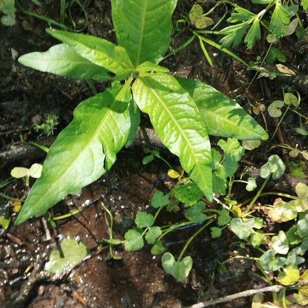 Water-pepper (Persicaria hydropiper)