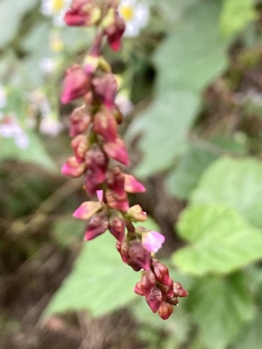 Water-pepper (Persicaria hydropiper)