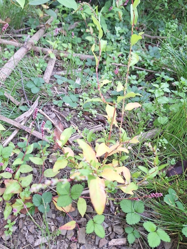 Water-pepper (Persicaria hydropiper)