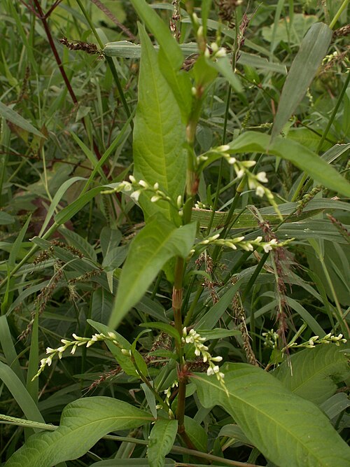 Water-pepper: Polygonum hydropiper author : user:Aroche Source : own work