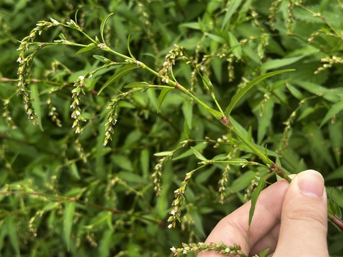 Water-pepper (Persicaria hydropiper)