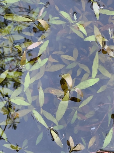 Swamp smartweed (Persicaria hydropiperoides)