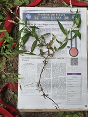 Swamp smartweed (Persicaria hydropiperoides)