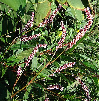 Swamp smartweed: The Swamp Smartweed is native to North America, but has spread to parts of South America. In context at www.dixpix.ca/sth_cordillera/flora/pokebuck/index.html