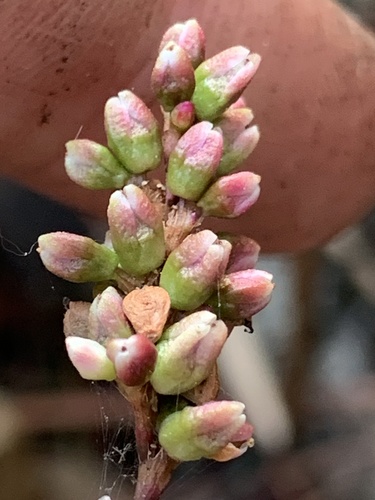 Swamp smartweed (Persicaria hydropiperoides)