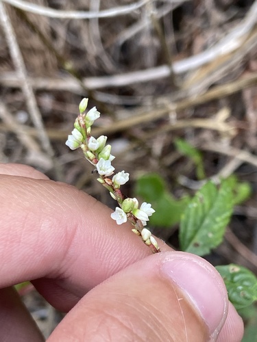 Swamp smartweed (Persicaria hydropiperoides)
