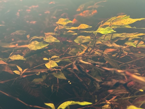 Swamp smartweed (Persicaria hydropiperoides)