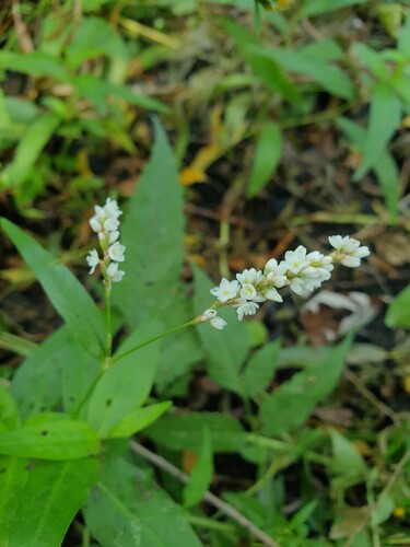 Swamp smartweed (Persicaria hydropiperoides)