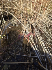 Swamp smartweed (Persicaria hydropiperoides)
