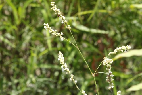 Swamp smartweed (Persicaria hydropiperoides)
