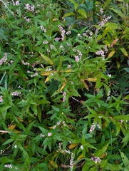 Swamp smartweed (Persicaria hydropiperoides)