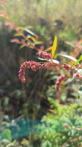Curlytop knotweed (Persicaria lapathifolia)