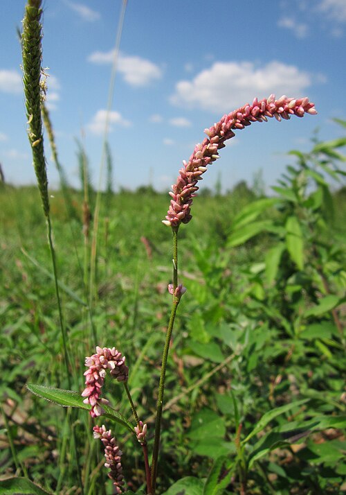 Curlytop knotweed: Ampfer-Knöterich ( Persicaria lapathifolia ) im Hockenheimer Rheinbogen