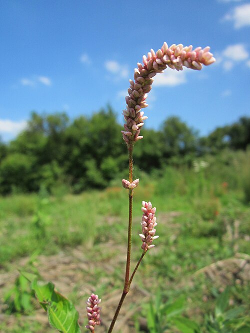 Curlytop knotweed: Ampfer-Knöterich ( Persicaria lapathifolia ) im Hockenheimer Rheinbogen