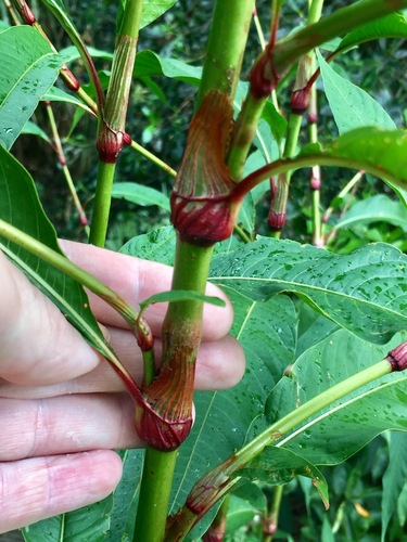 Curlytop knotweed (Persicaria lapathifolia)