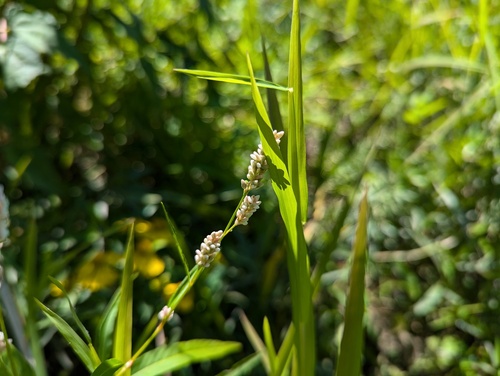 Curlytop knotweed (Persicaria lapathifolia)