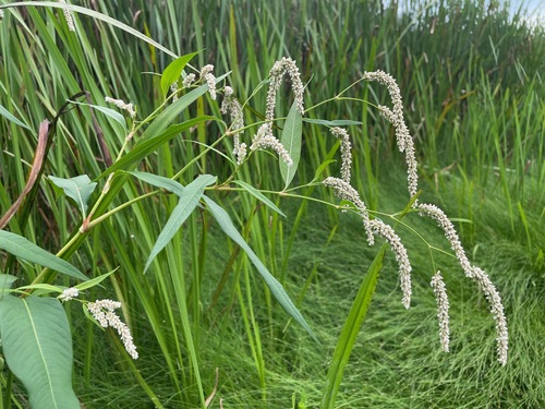 Curlytop knotweed