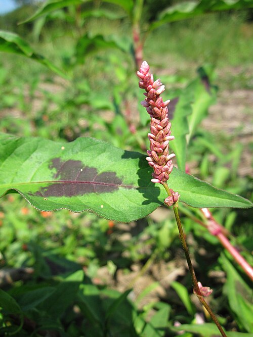 Curlytop knotweed: Ampfer-Knöterich ( Persicaria lapathifolia ) im Hockenheimer Rheinbogen
