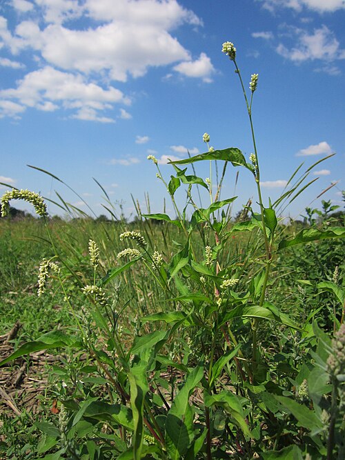 Curlytop knotweed: Ampfer-Knöterich ( Persicaria lapathifolia ) im Hockenheimer Rheinbogen