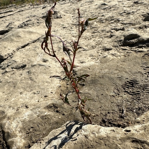 Curlytop knotweed (Persicaria lapathifolia)