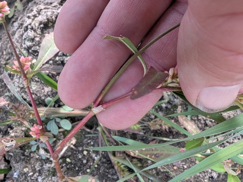 Red shank (Persicaria maculosa)