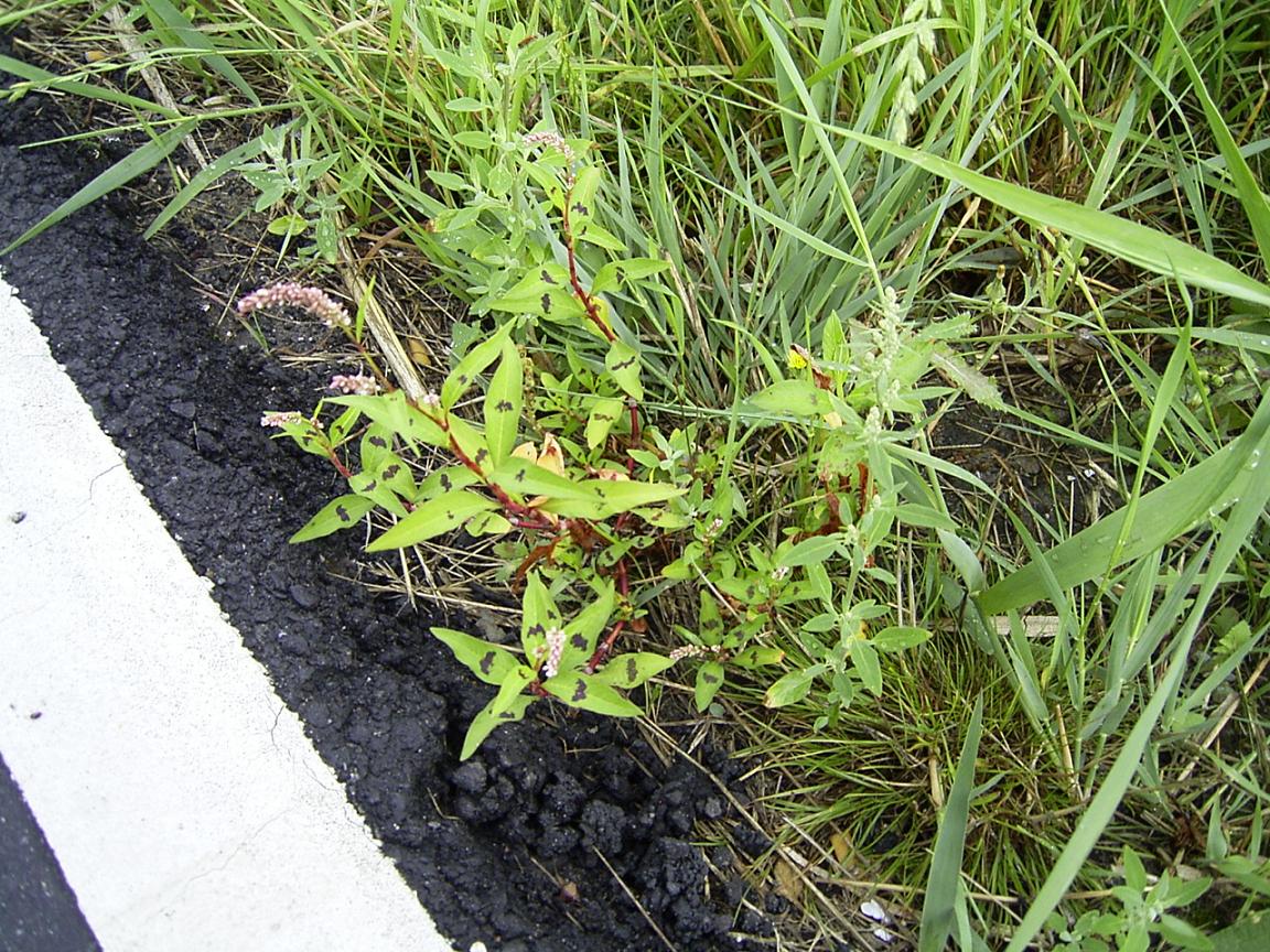 Red shank: Persicaria maculosa (syn. Polygonum persicaria ), Gouda , augustus 2004