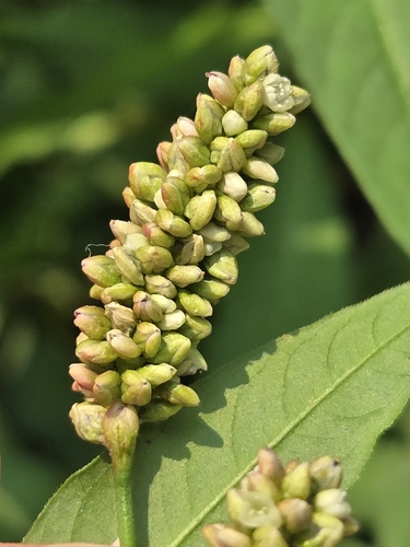 Red shank (Persicaria maculosa)