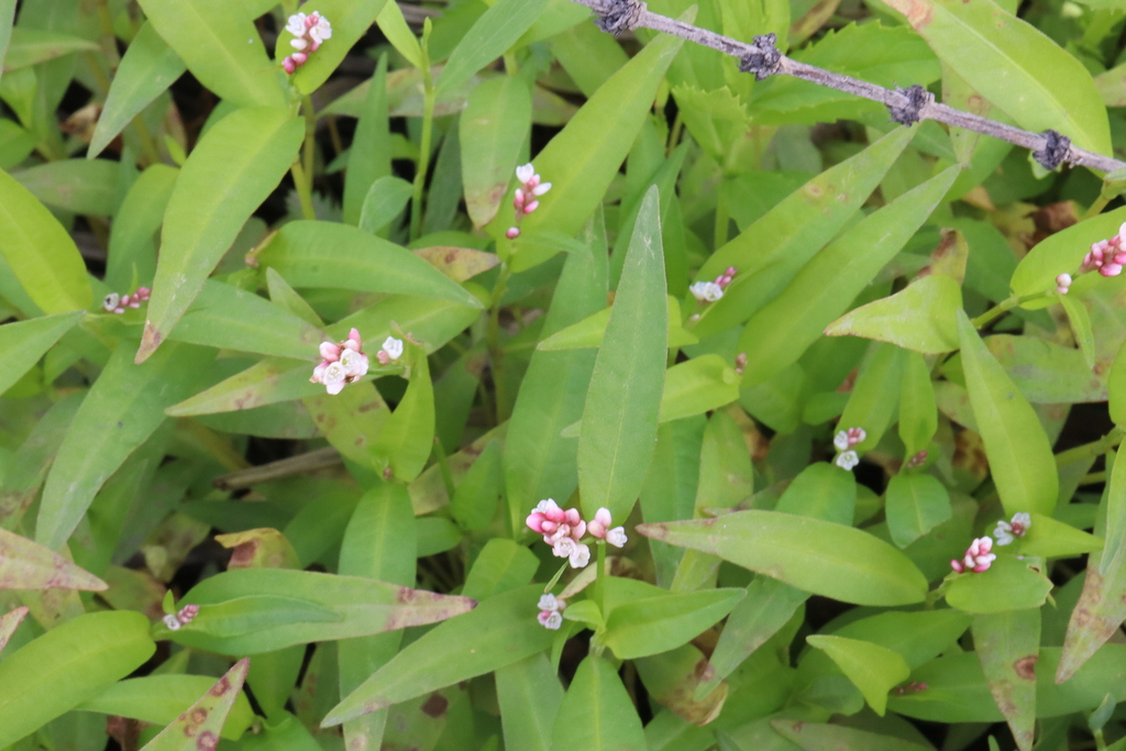 Red shank (Persicaria maculosa)